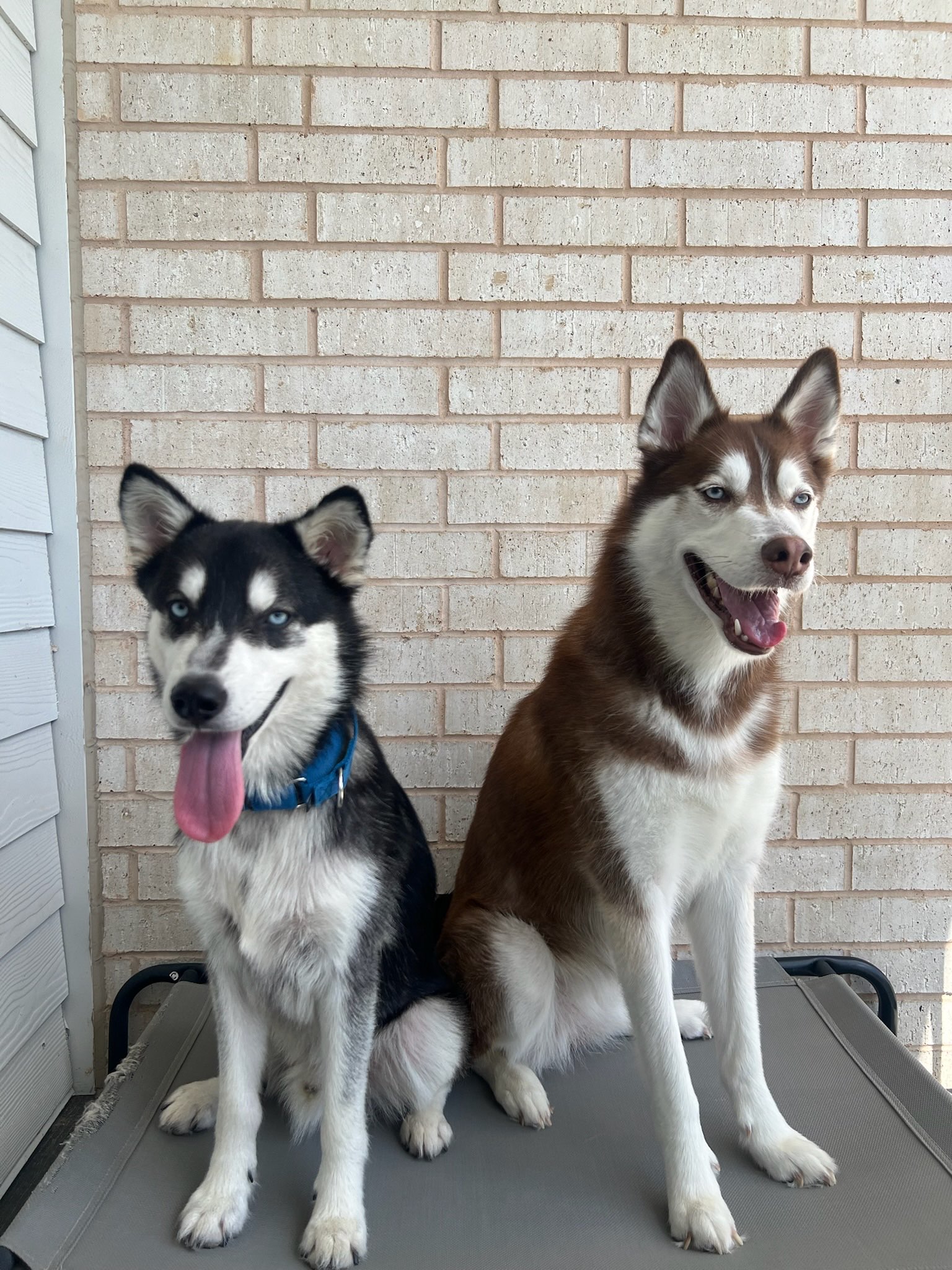 Hazul and Astro